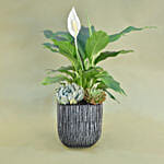 Classic Indoor Plants Pot