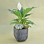 Classic Indoor Plants Pot