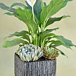 Classic Indoor Plants Pot