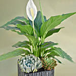 Classic Indoor Plants Pot