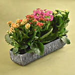 Colourful Kalanchoe Plant In Grey Vase