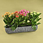 Colourful Kalanchoe Plant In Grey Vase