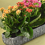 Colourful Kalanchoe Plant In Grey Vase