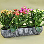 Colourful Kalanchoe Plant In Grey Vase