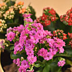 Colourful Kalanchoe Plants Pot