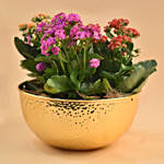 Colourful Kalanchoe Plants Pot