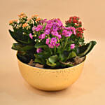 Colourful Kalanchoe Plants Pot