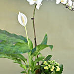 Flowering Plants In Golden Pot