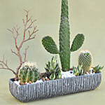 Mini Succulent Garden In Grey Vase