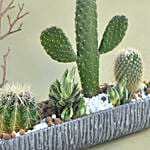 Mini Succulent Garden In Grey Vase