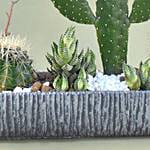 Mini Succulent Garden In Grey Vase