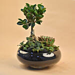 Mini Succulent Garden In Round Vase