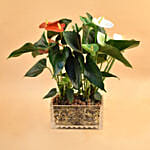 Red & White Anthurium Plant In Rectangular Vase