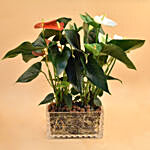 Red & White Anthurium Plant In Rectangular Vase
