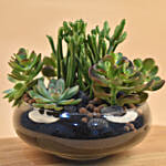 Succulents In Round Glass Vase