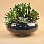Succulents In Round Glass Vase