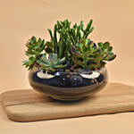Succulents In Round Glass Vase
