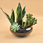 Succulents Round Glass Vase