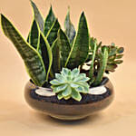 Succulents Round Glass Vase