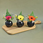 Gerberas Fish Bowl Vase Trio