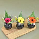 Gerberas Fish Bowl Vase Trio