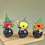 Gerberas Fish Bowl Vase Trio