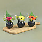 Gerberas Fish Bowl Vase Trio