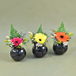 Gerberas Fish Bowl Vase Trio