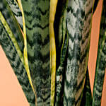 Sansevieria Plant In Red Designer Pot