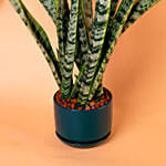 Sansevieria Plant In Green Designer Pot