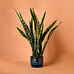 Sansevieria Plant In Green Designer Pot