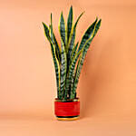 Sansevieria Plant In Red Designer Pot