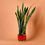 Sansevieria Plant In Red Designer Pot