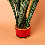 Sansevieria Plant In Red Designer Pot