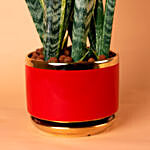 Sansevieria Plant In Red Designer Pot