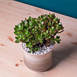 Mini Succulant Plant in Round Designer Vase