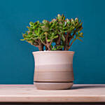 Mini Succulant Plant in Round Designer Vase