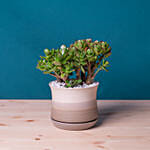 Mini Succulant Plant in Round Designer Vase