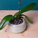 White Orchid Plant in Round Designer Vase