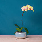 White Orchid Plant in Round Designer Vase