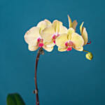 White Orchid Plant in Round Designer Vase