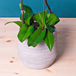 Dual Orchid Plants in Grey Designer Vase