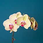 Dual Orchid Plants in Grey Designer Vase