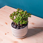 Mini Succulant Plant in Designer Round Vase
