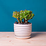 Mini Succulant Plant in Designer Round Vase