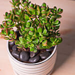 Mini Succulant Plant in Designer Round Vase