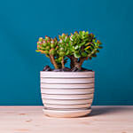 Mini Succulant Plant in Designer Round Vase