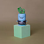Echeveria & Cactus Quirky Boy Pots