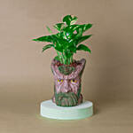 Money Plant Tree Man Pot