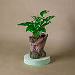 Money Plant Tree Man Pot